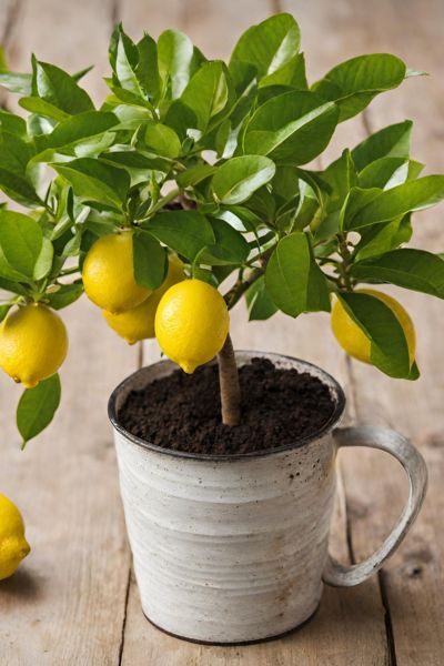 grow lemon tree