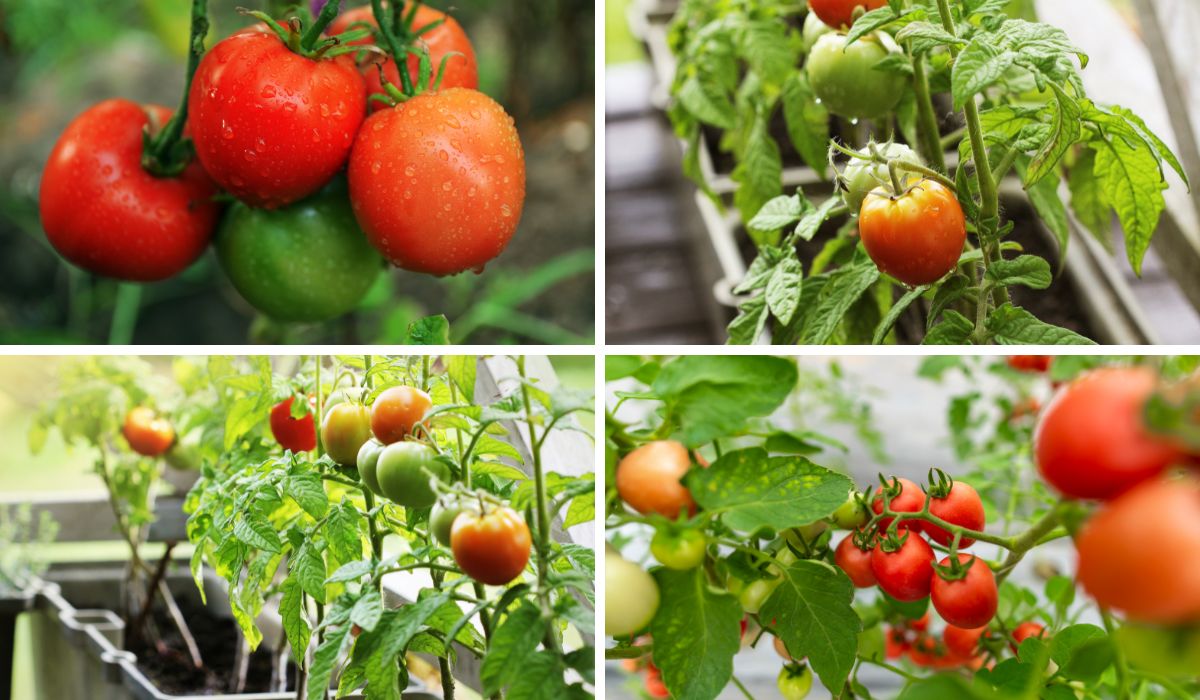 Is a 5Gallon Bucket Strong Enough for Tomatoes? Find Out Here! Toolz