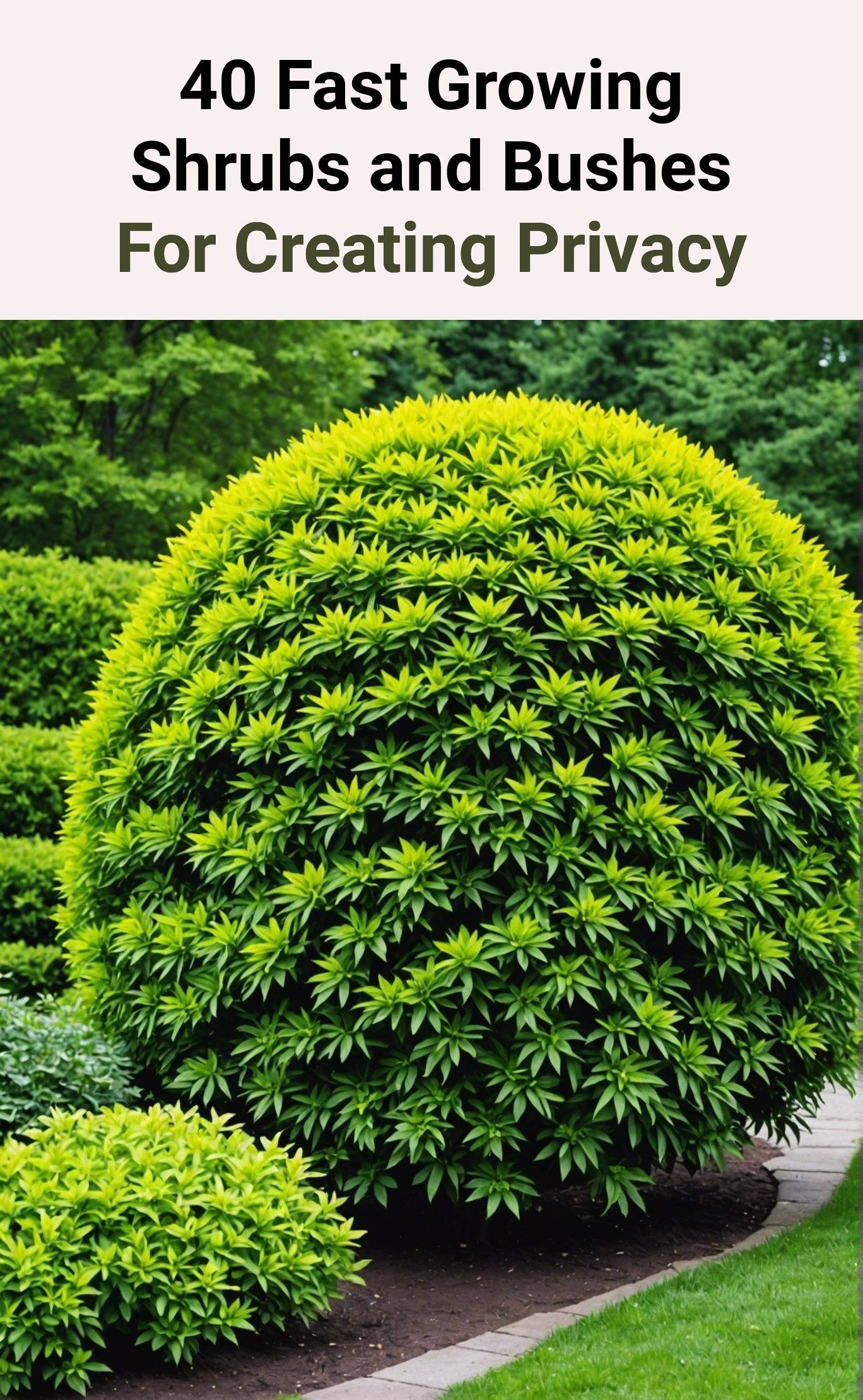 40 Fast Growing Shrubs and Bushes For Creating Privacy