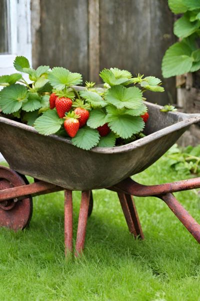 Repurposed Container Planters