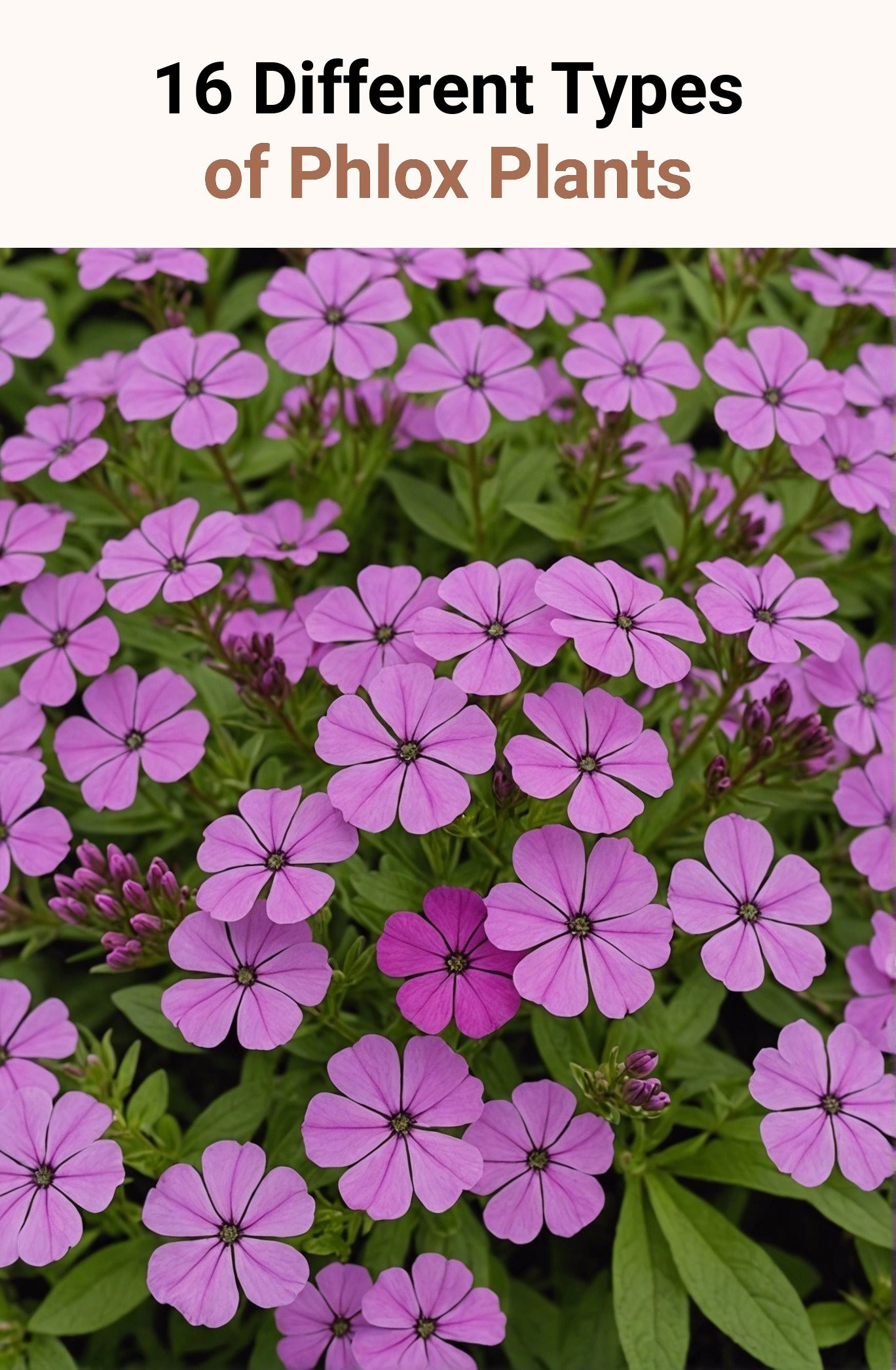 16 Different Types of Phlox Plants