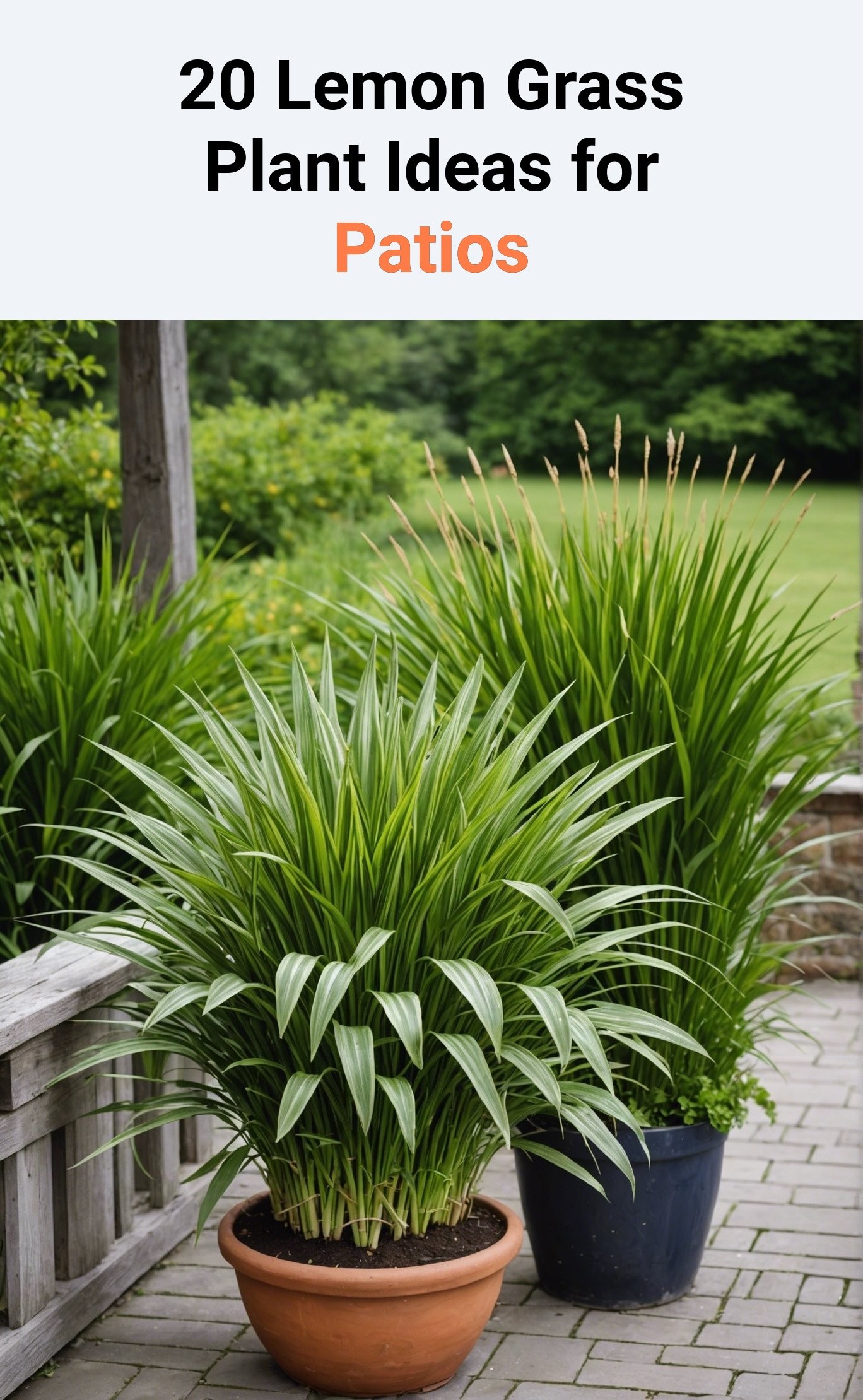 20 Lemon Grass Plant Ideas for Patios