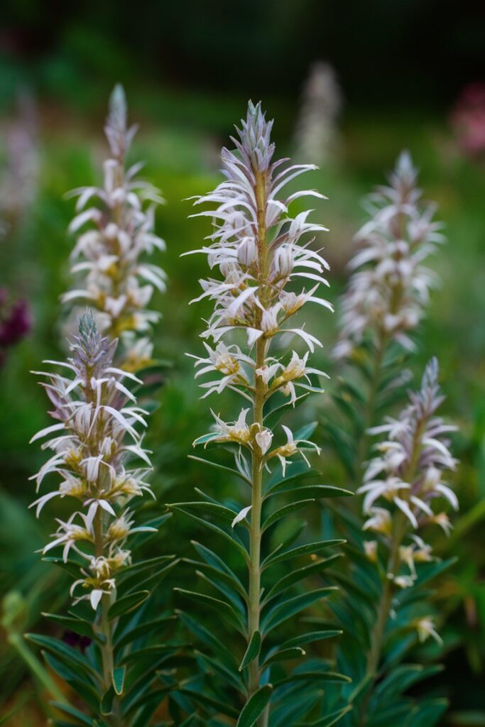 Salvia apiana (White Sage)