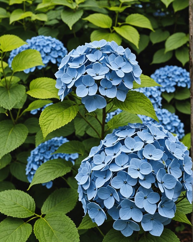 Hydrangea