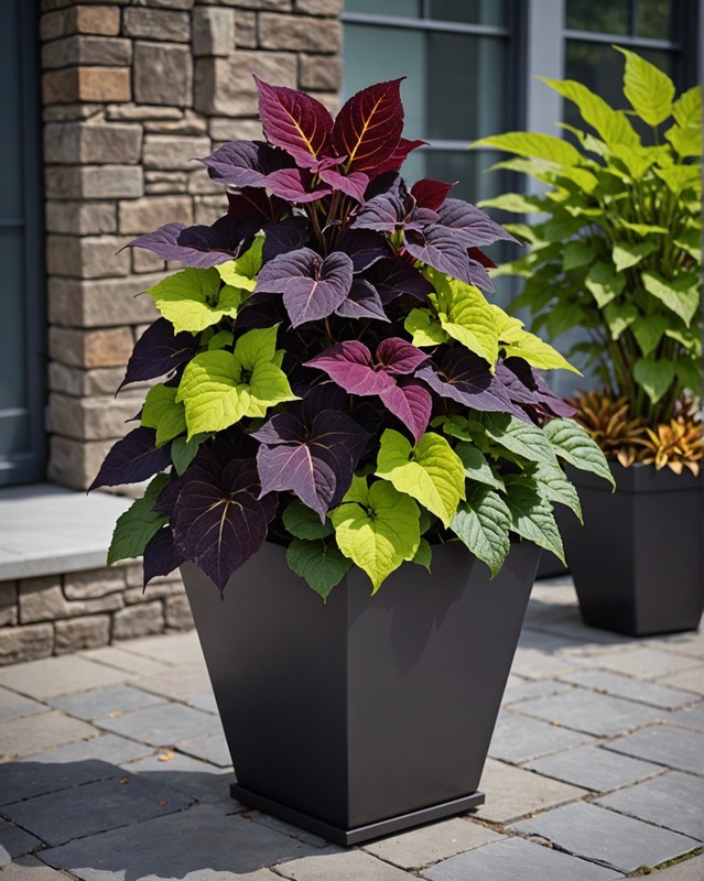 Urban Oasis: Create a Modern Coleus Container with Edgy Accents