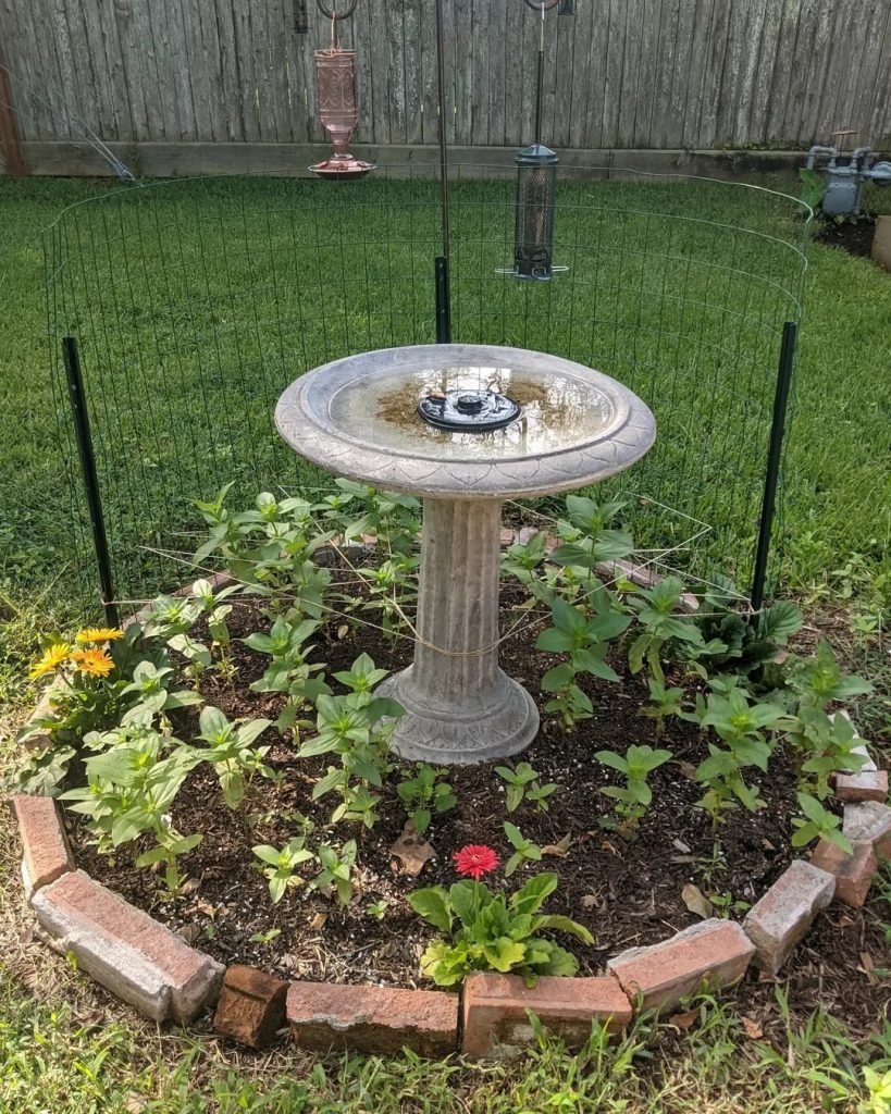 Bird Feeder for Butterflies